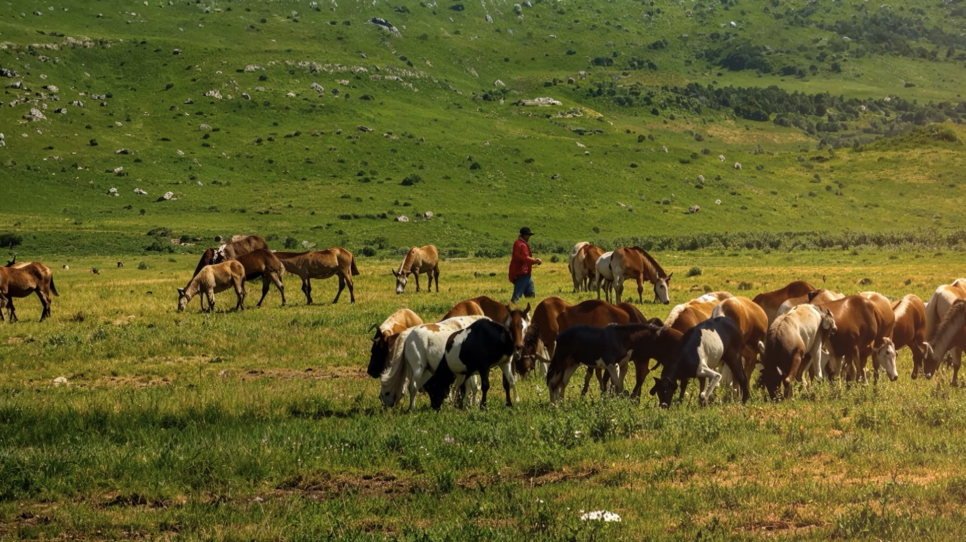 Wide open spaces and wild horses — the kind of freedom you can only find on the road. 🐎🌿 #Adventure #Wildlife #BigAdventureMedia